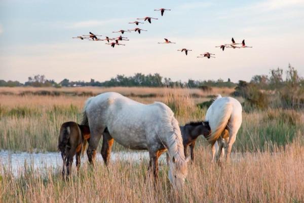 Camargue Villa Beauvoisin  Екстериор снимка